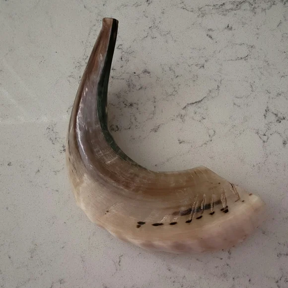 Small, Vintage Ram's Horn - Picture 1 of 2